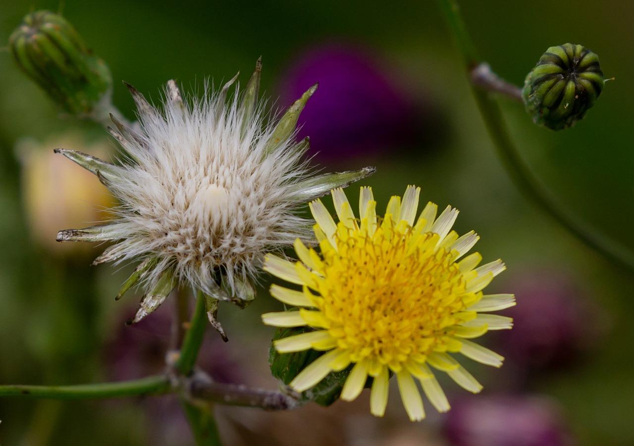 How do plants with two kinds of flowers make seeds? 