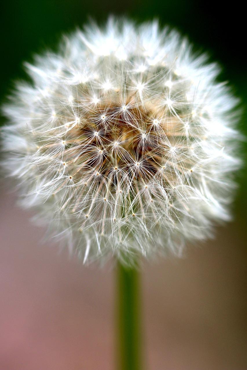 How do plants with two kinds of flowers make seeds? 
