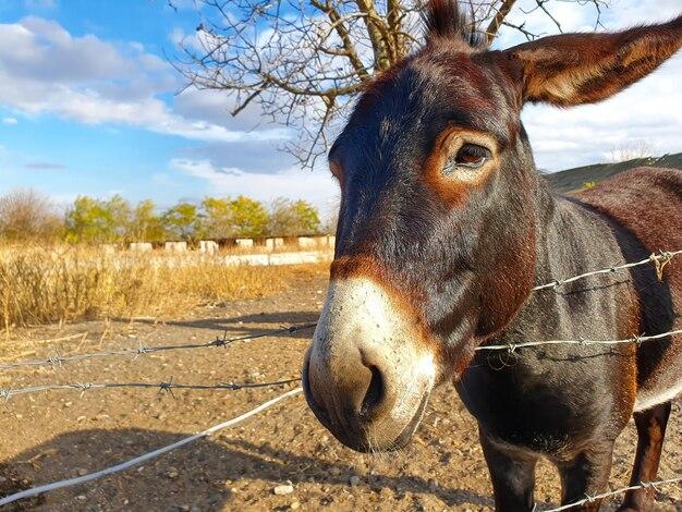 How do you tell if a coin is a mule? 