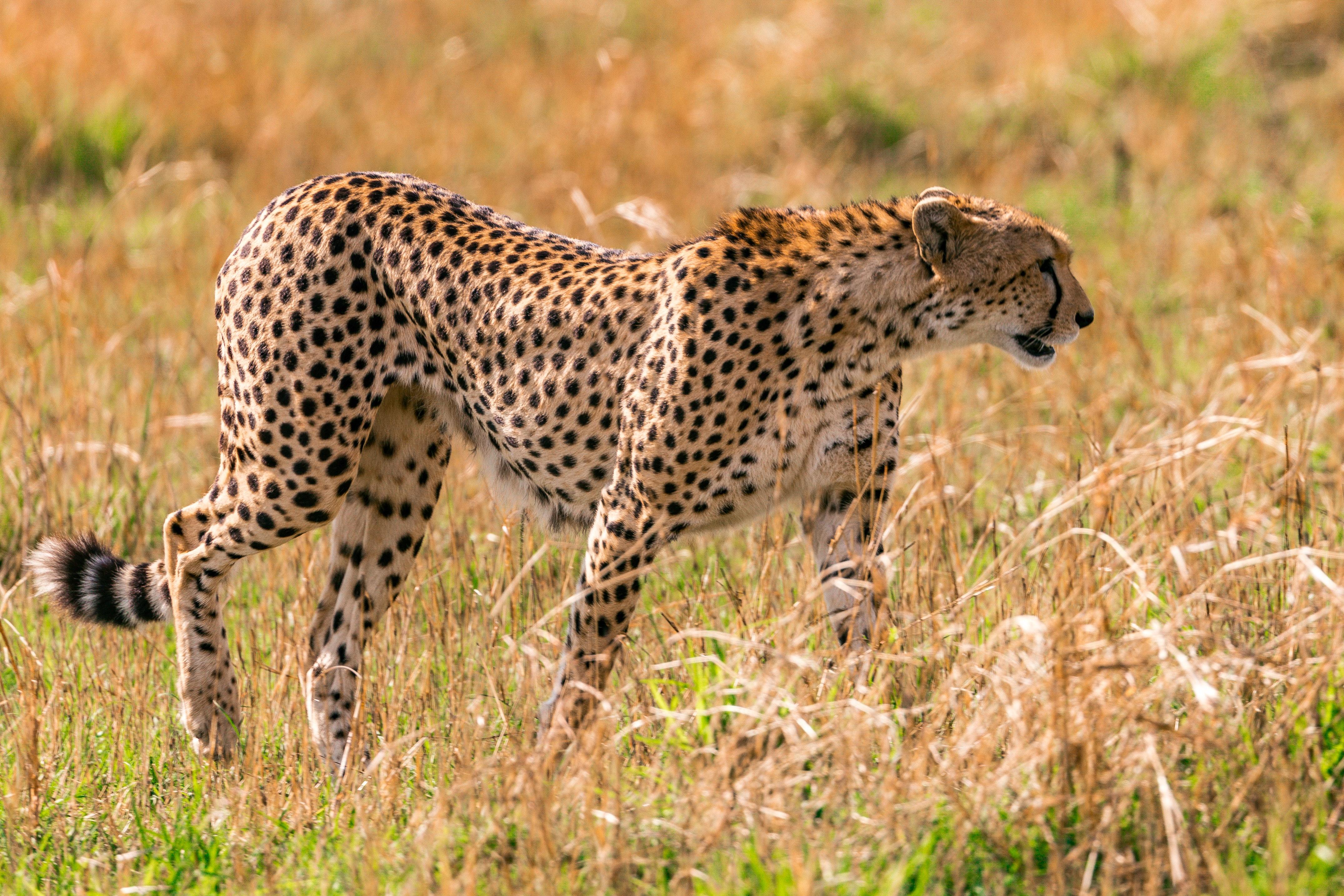 How does a herbivore get its energy? 