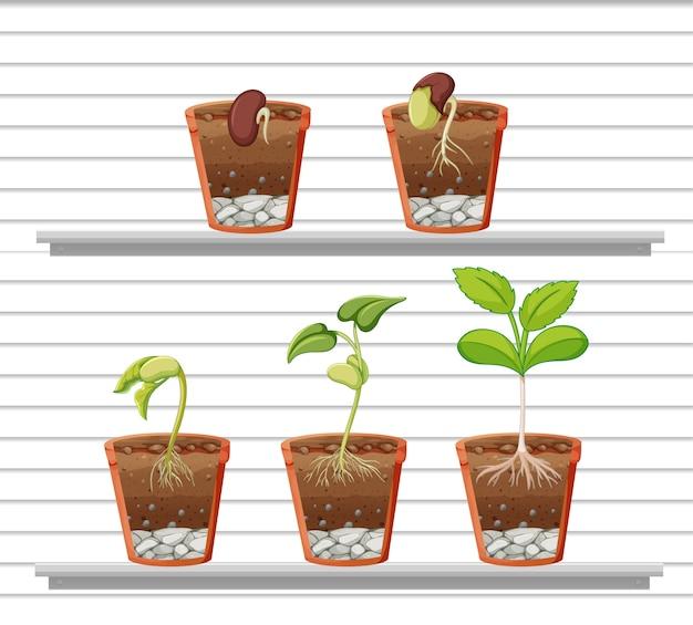 How does sunlight affect plant growth experiment results? 