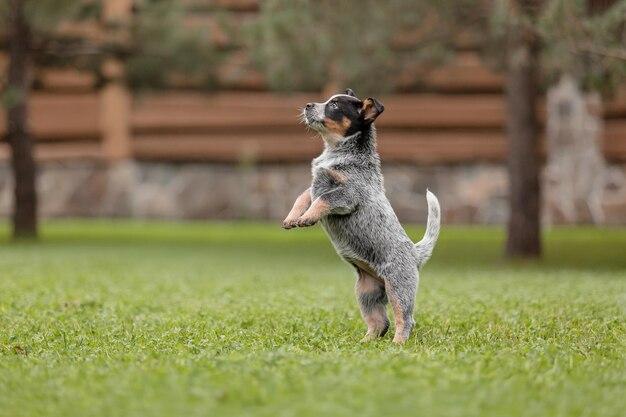 How Far Can Blue Heelers run? 