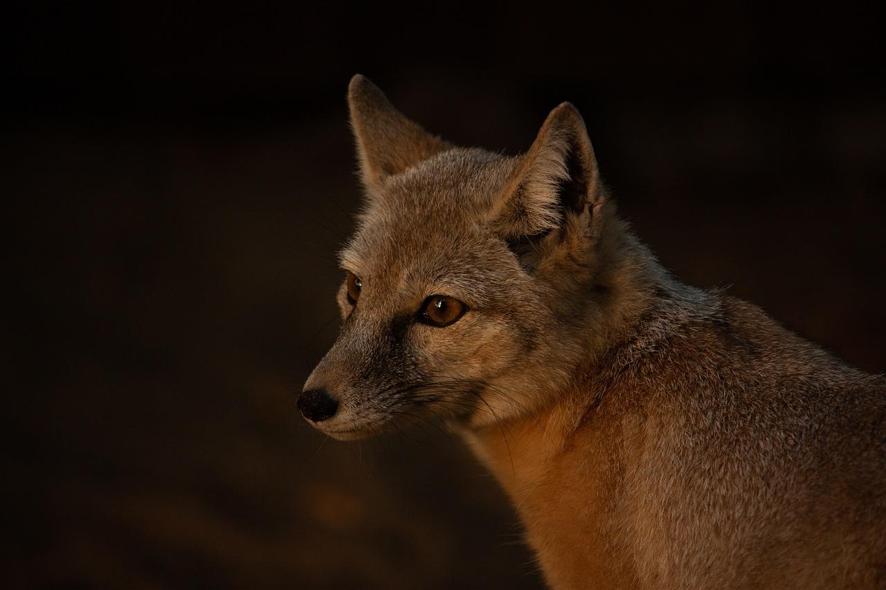 How far can Foxes see at night? 