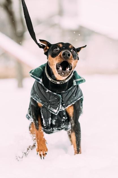How fast can min pins run? 