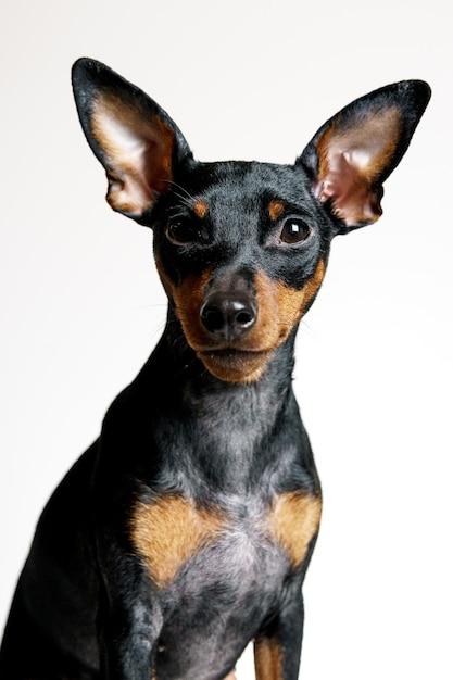 How fast can min pins run? 