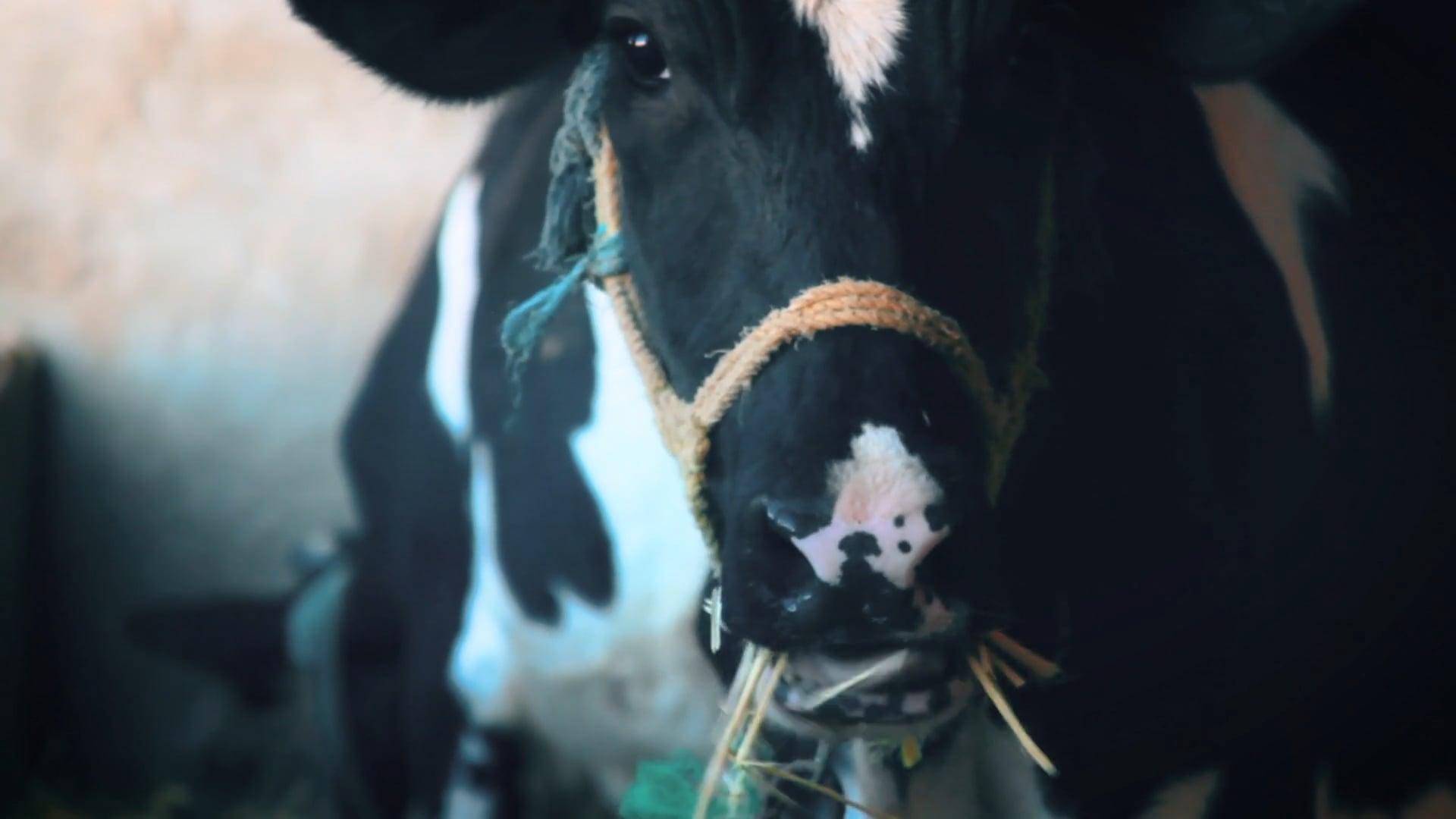 How heavy is a 1 year old cow? 