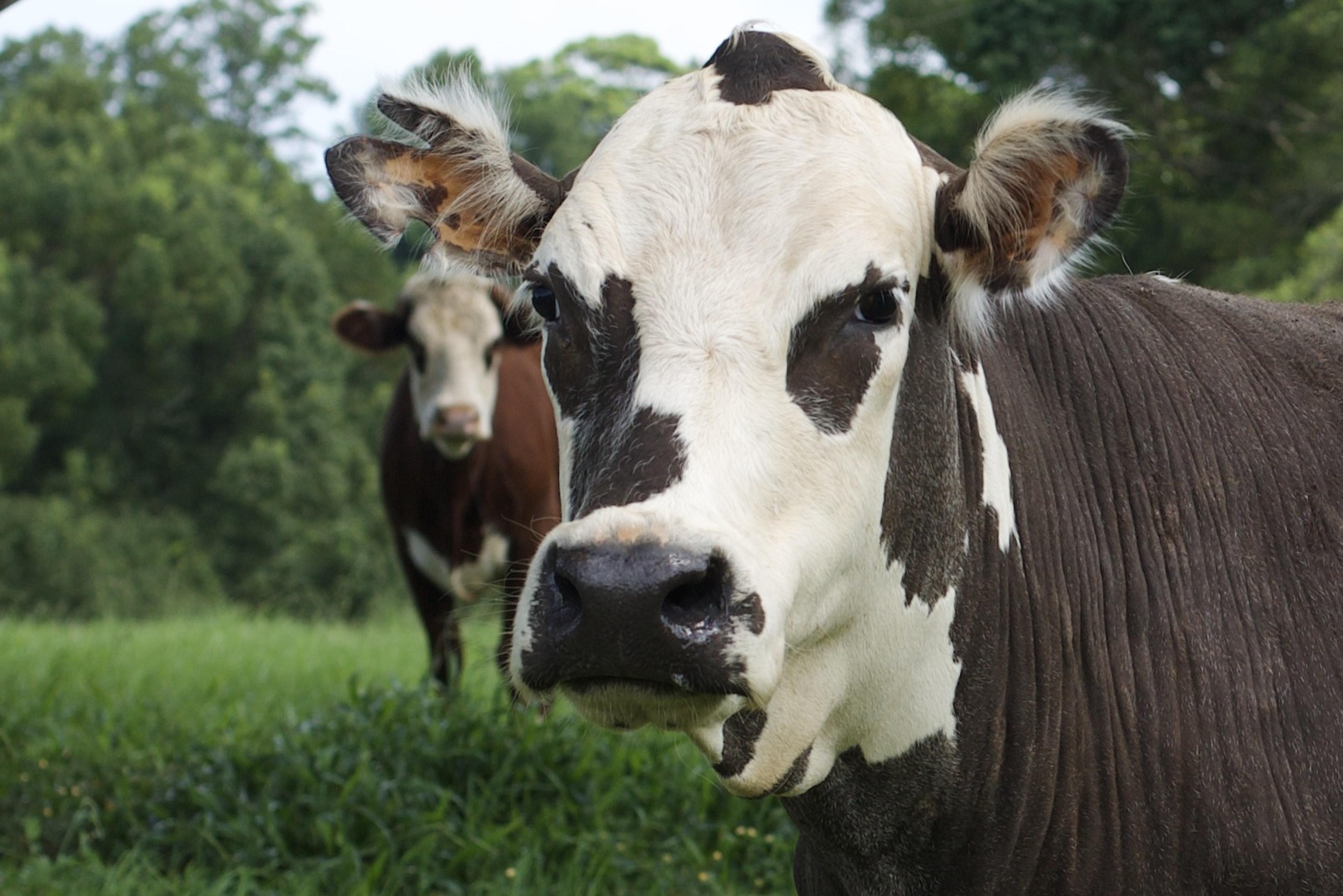 How heavy is a 1 year old cow? 