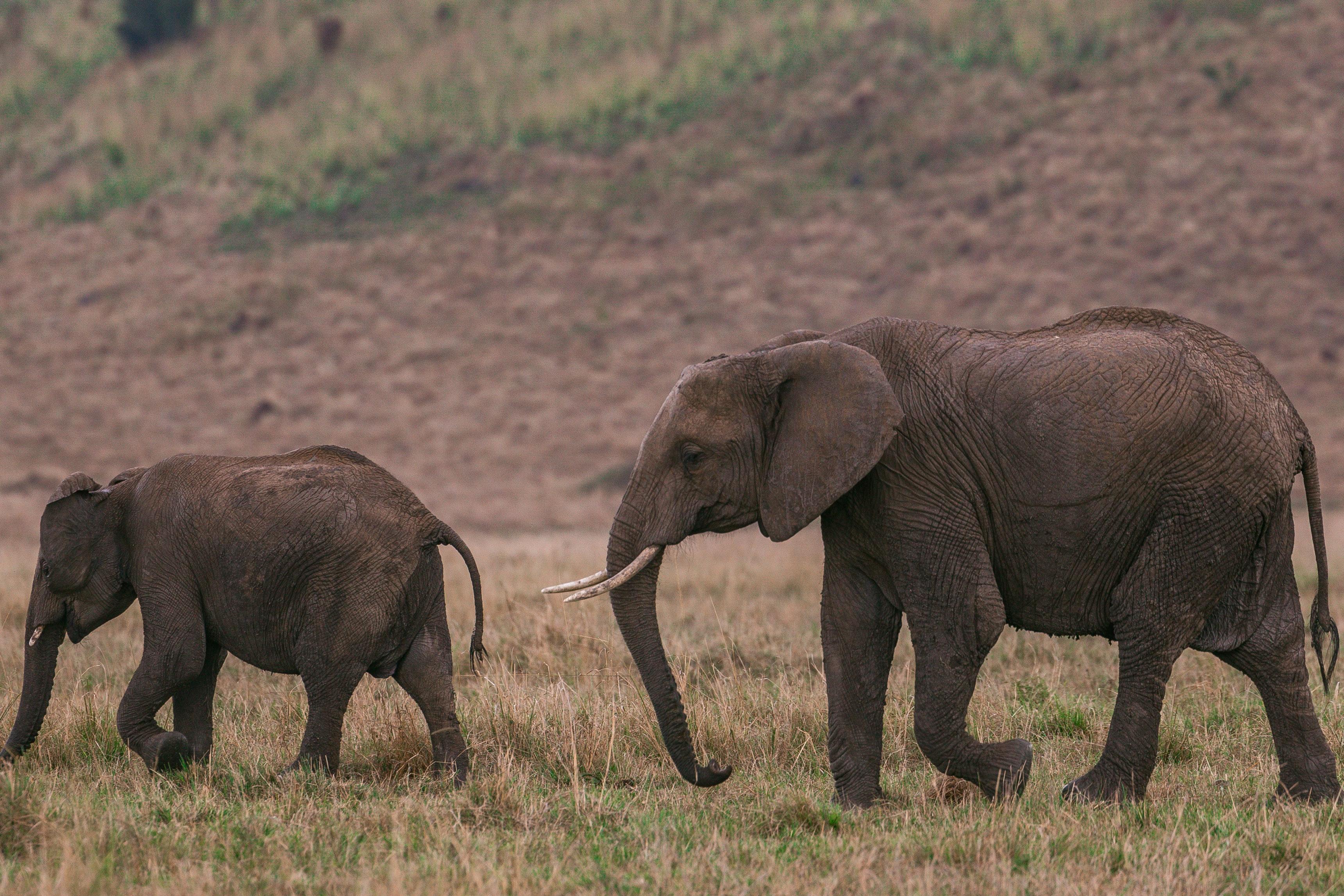 How is modernism in Hills Like White Elephants? 