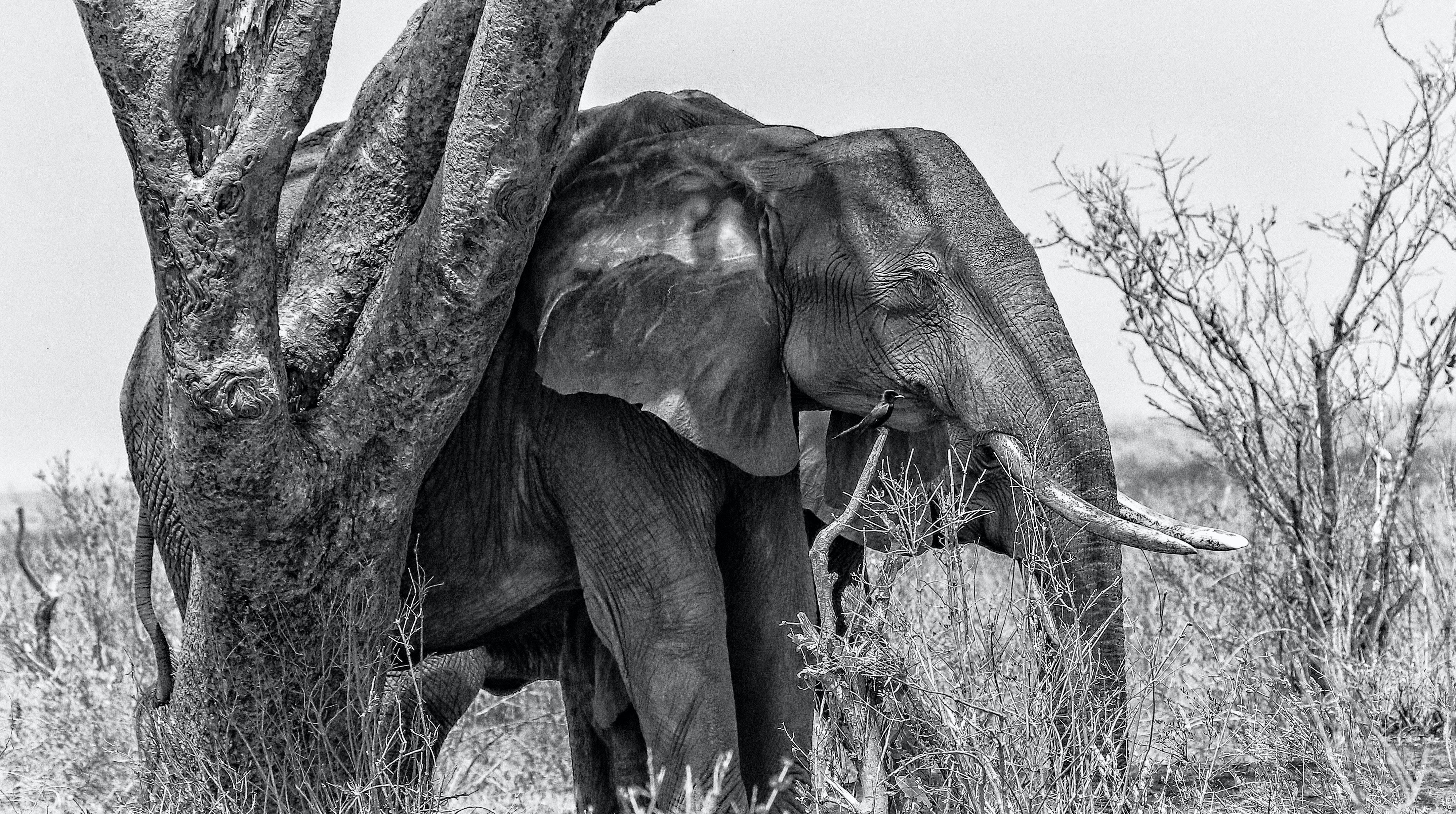 How is modernism in Hills Like White Elephants? 