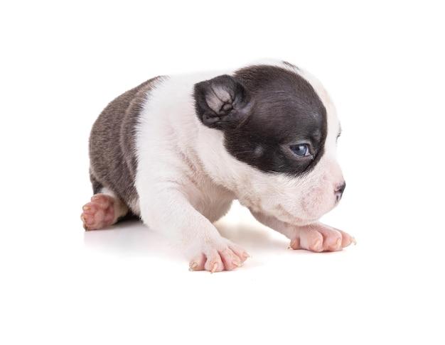 HOW LONG CAN 3 week old puppies go without eating? 