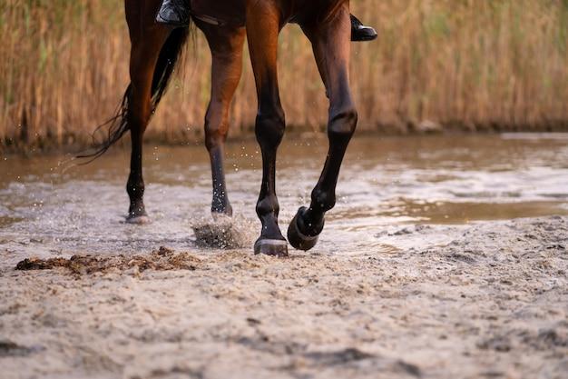 How long can a horse go without food and water? 