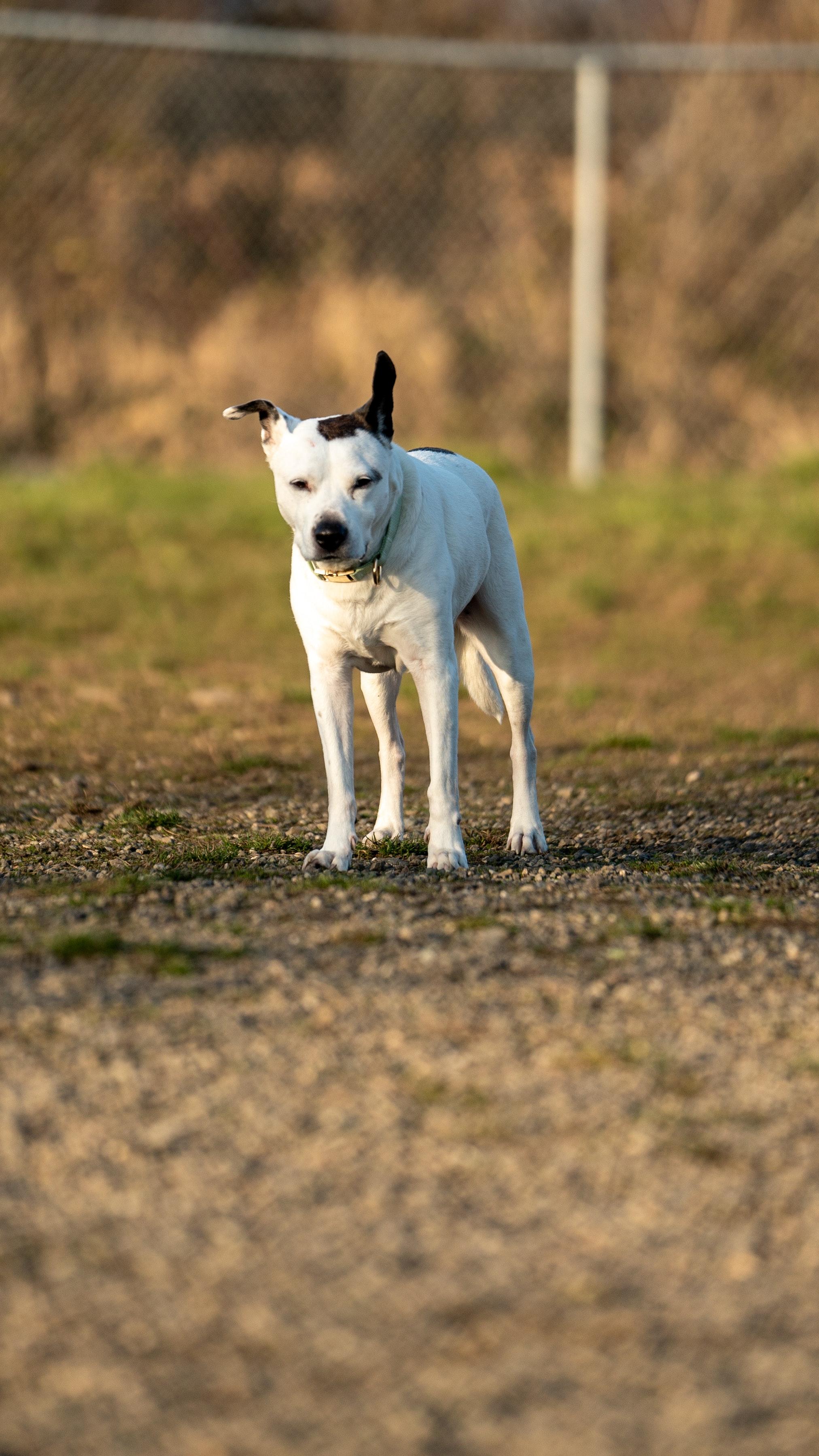 How long do staffy cross Jack Russell live for? 