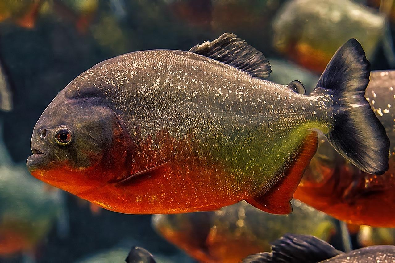 How long does it take piranha to eat a human? 