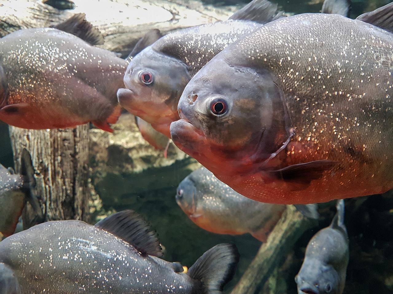 How long does it take piranha to eat a human? 