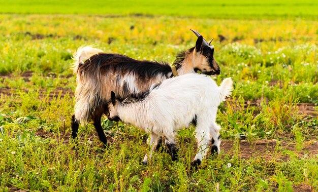 How mammals feed their babies? 