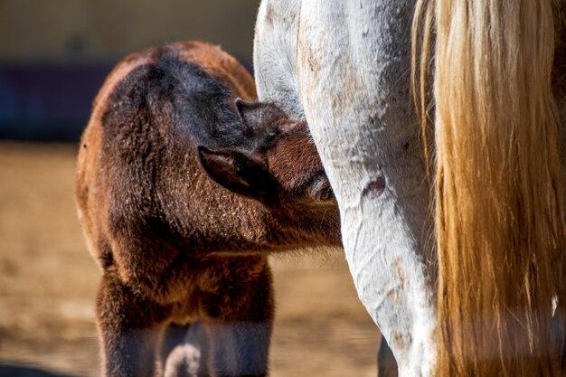 How mammals feed their babies? 