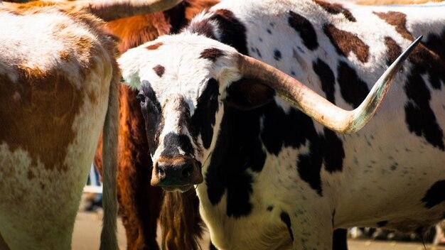 How many animals are allowed per household in Texas? 