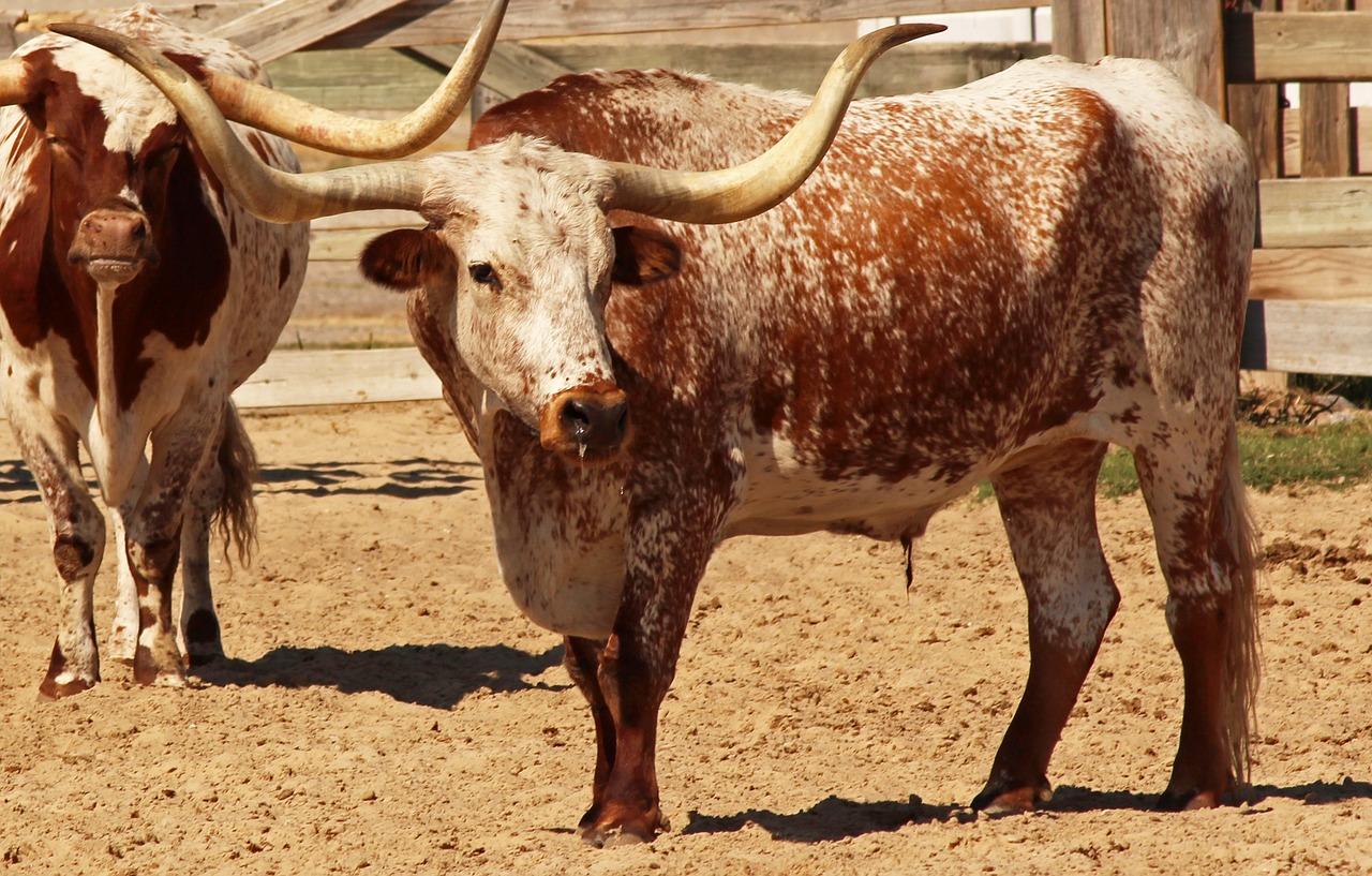 How many animals are allowed per household in Texas? 