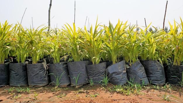 How many areca nut can be planted in an acre? 