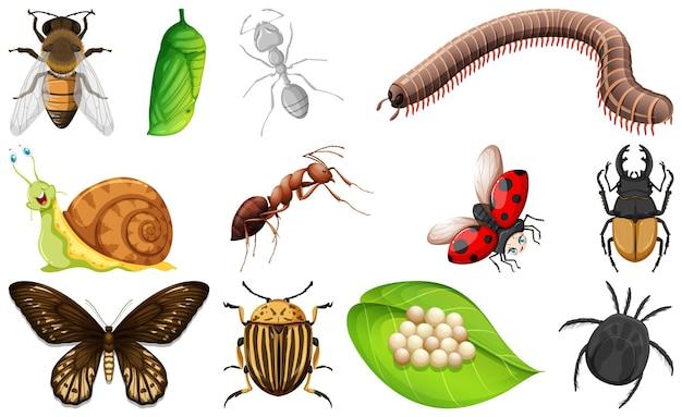 How many body segments does insects have? 
