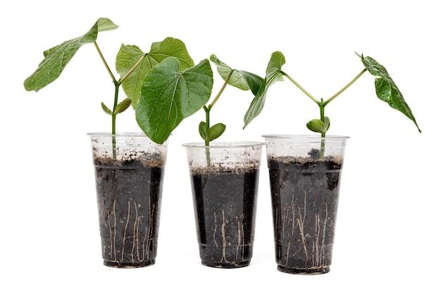 How many cotyledons do beans have? 