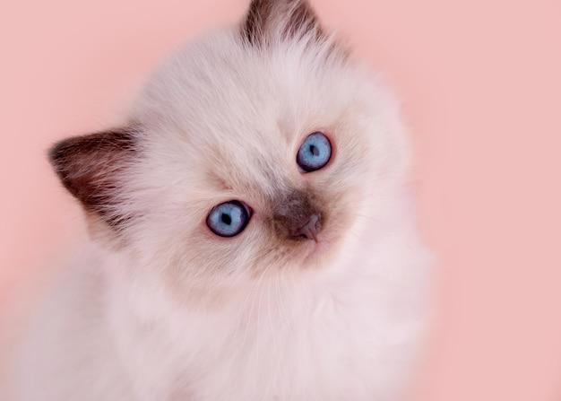 How many days are ragdolls pregnant? 