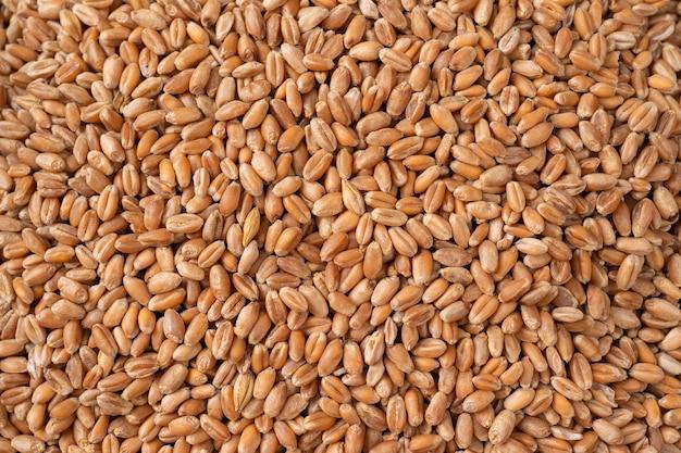 How many grains of wheat are in a kg? 