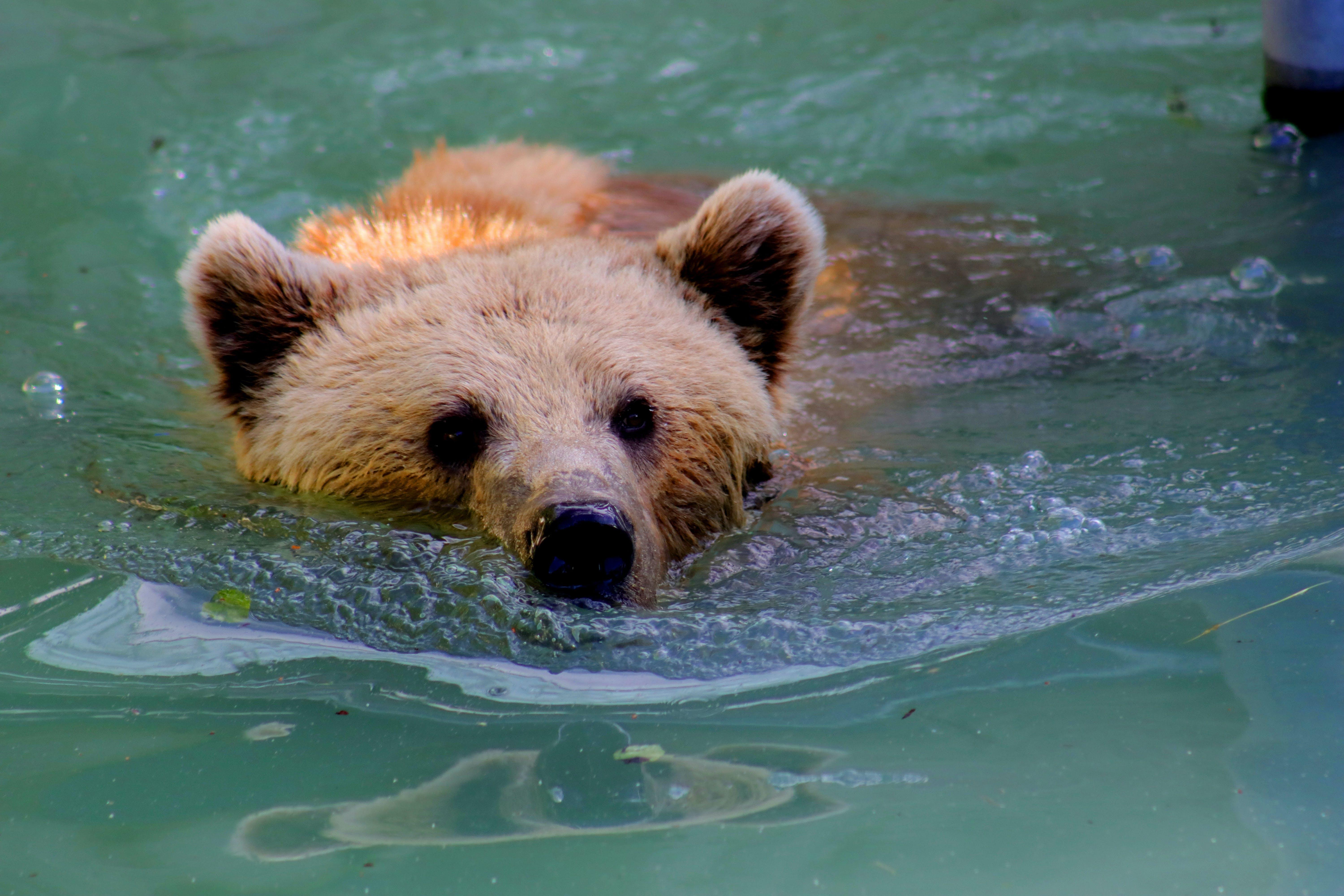 How many grizzly bears live in Tennessee? 