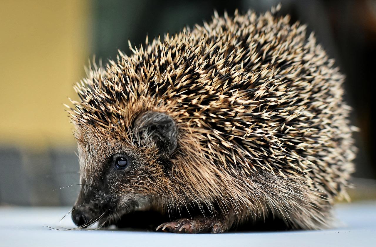How many hedgehogs die every year? 