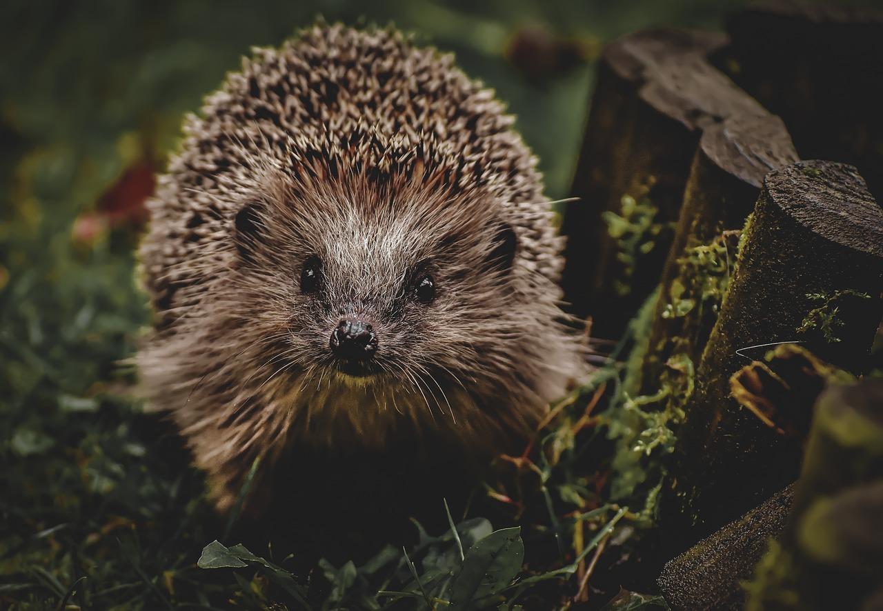 How many hedgehogs die every year? 