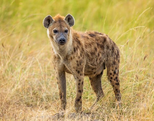 How many hyenas are left in the world? 