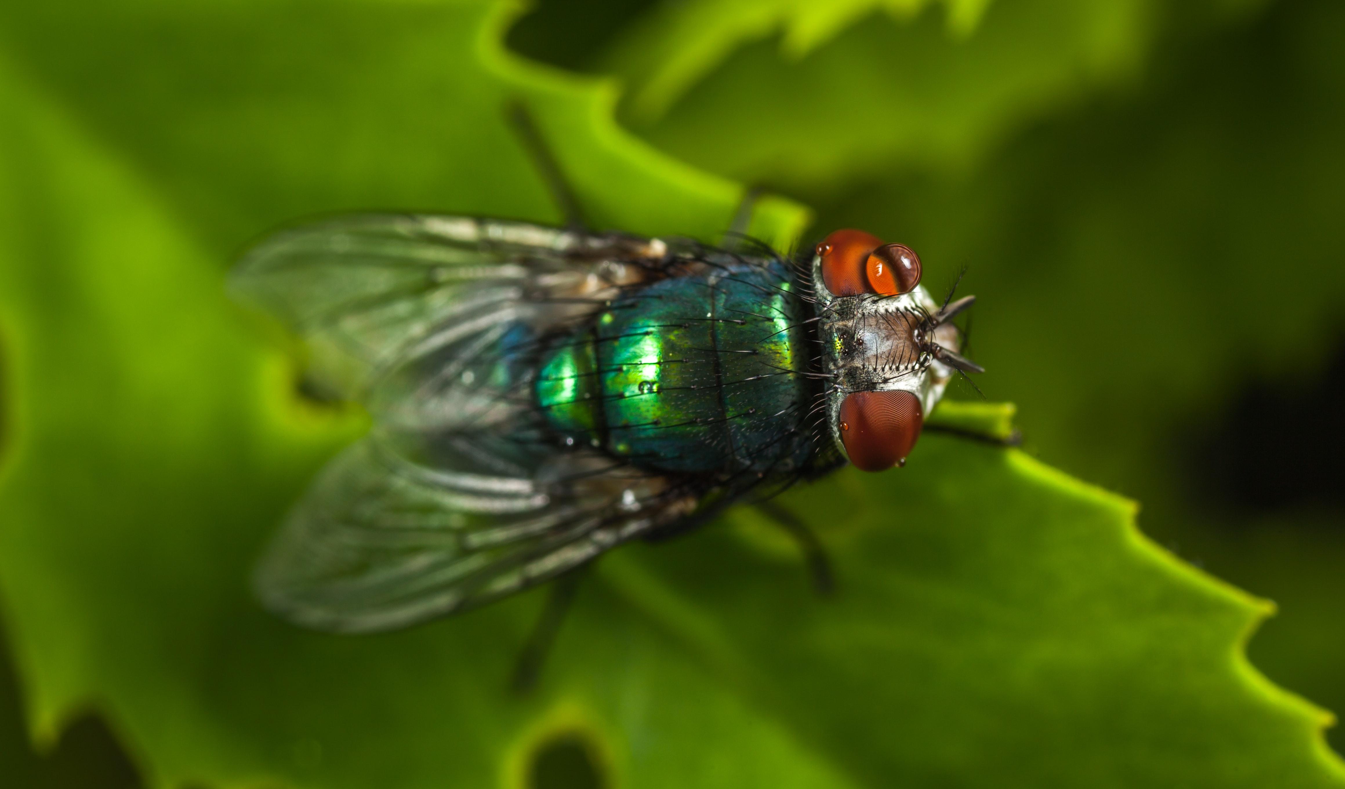 How many legs do house flies have? 