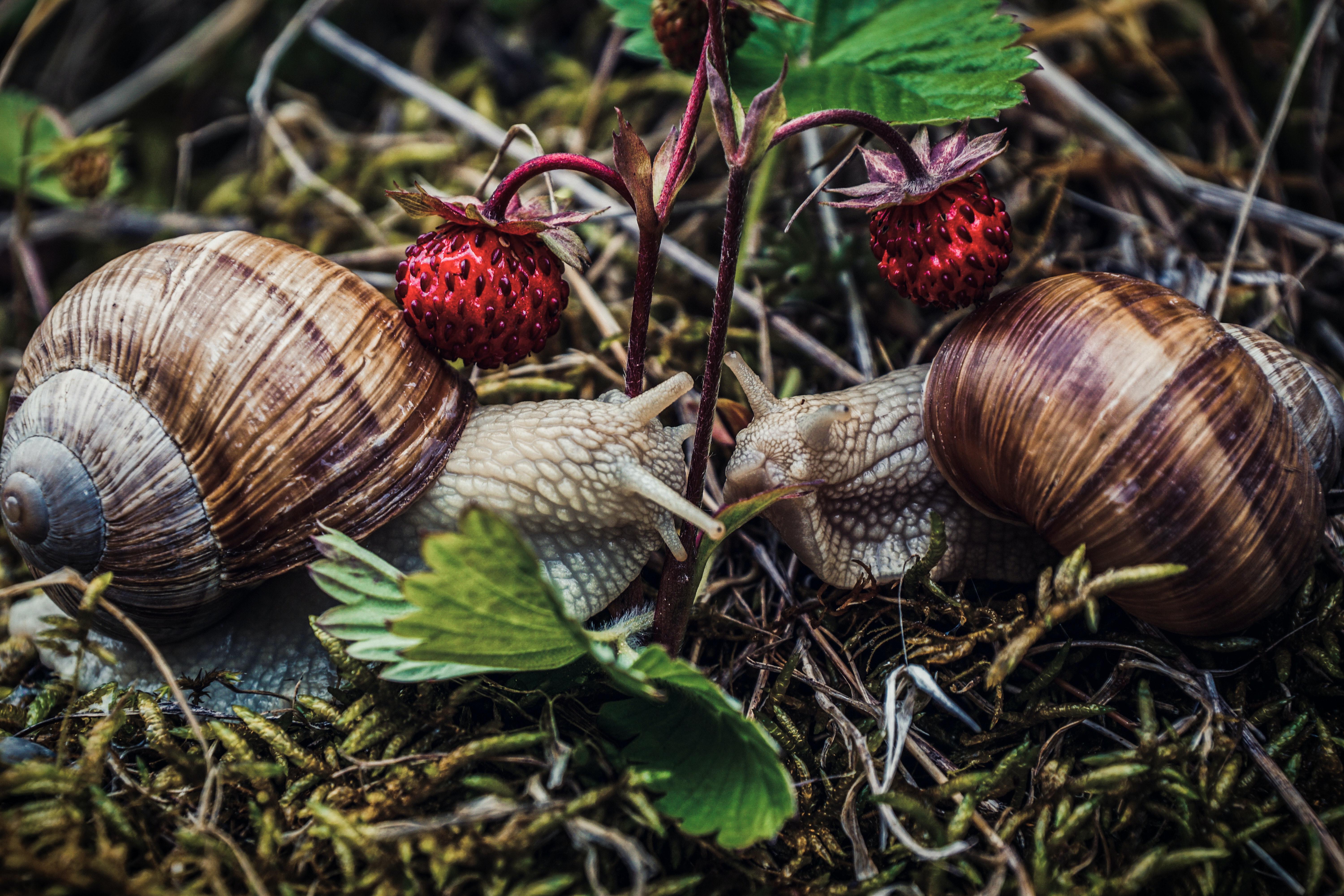 How many legs do snails have? 