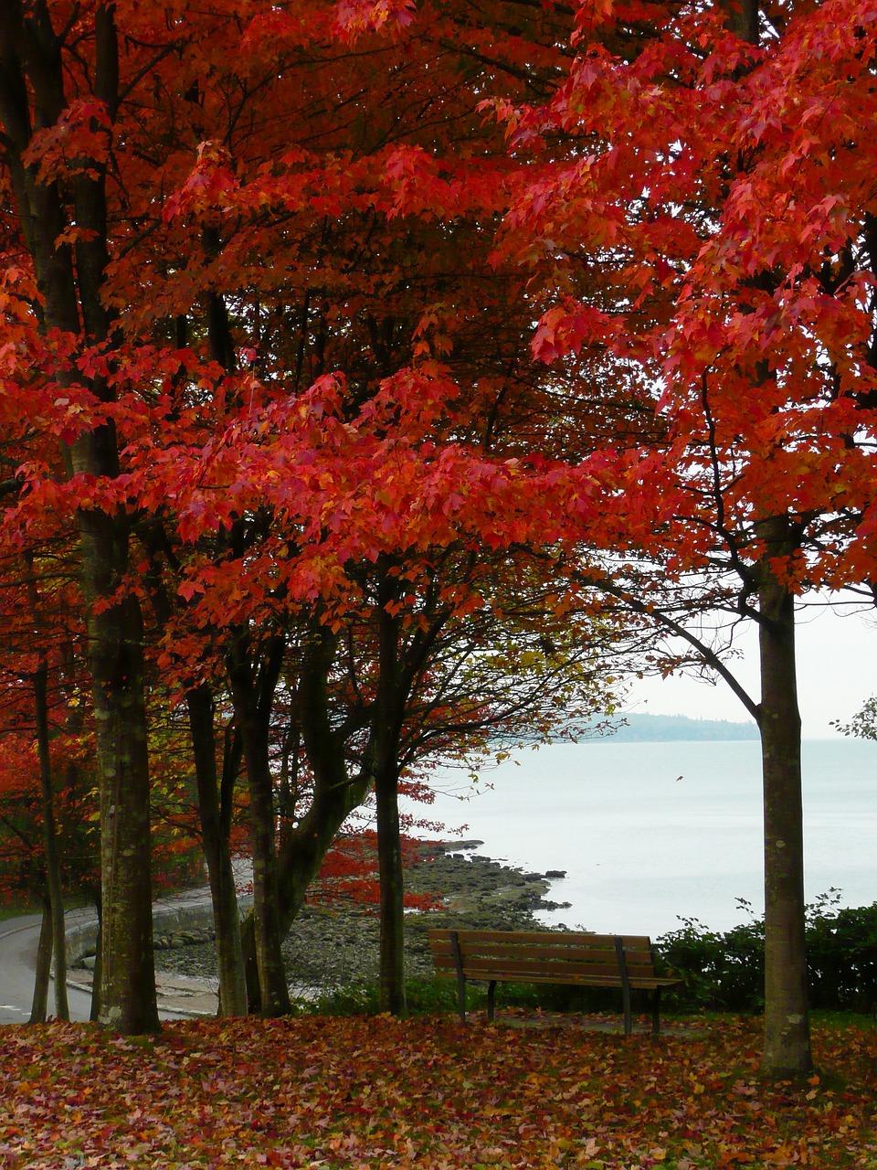 How many maple trees are in Canada? 