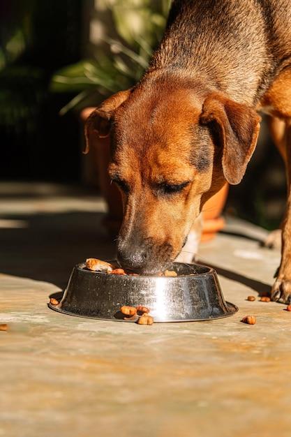 How many quarts are in a pound of dog food? 
