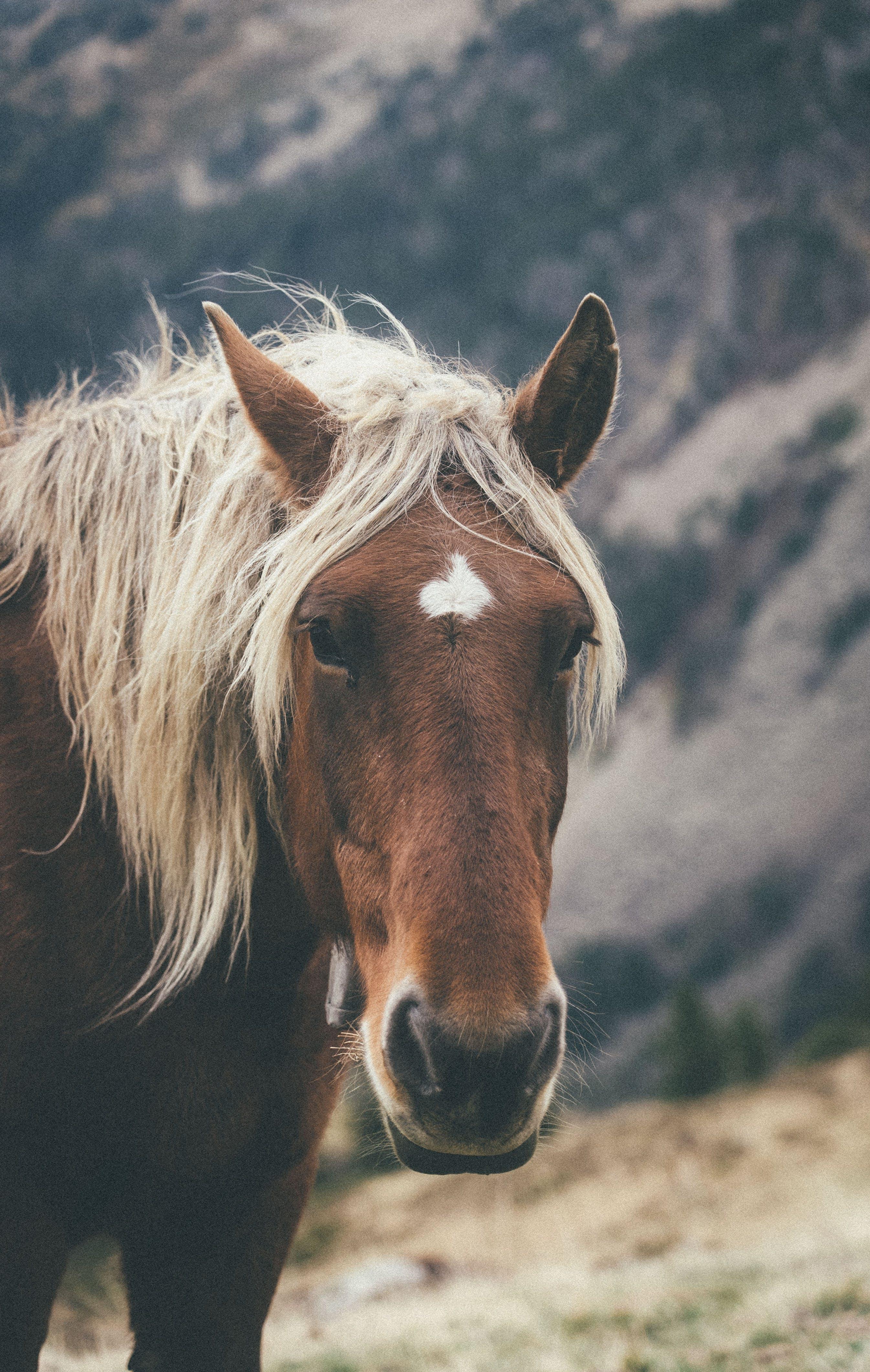 How many times does a horse urinate a day? 