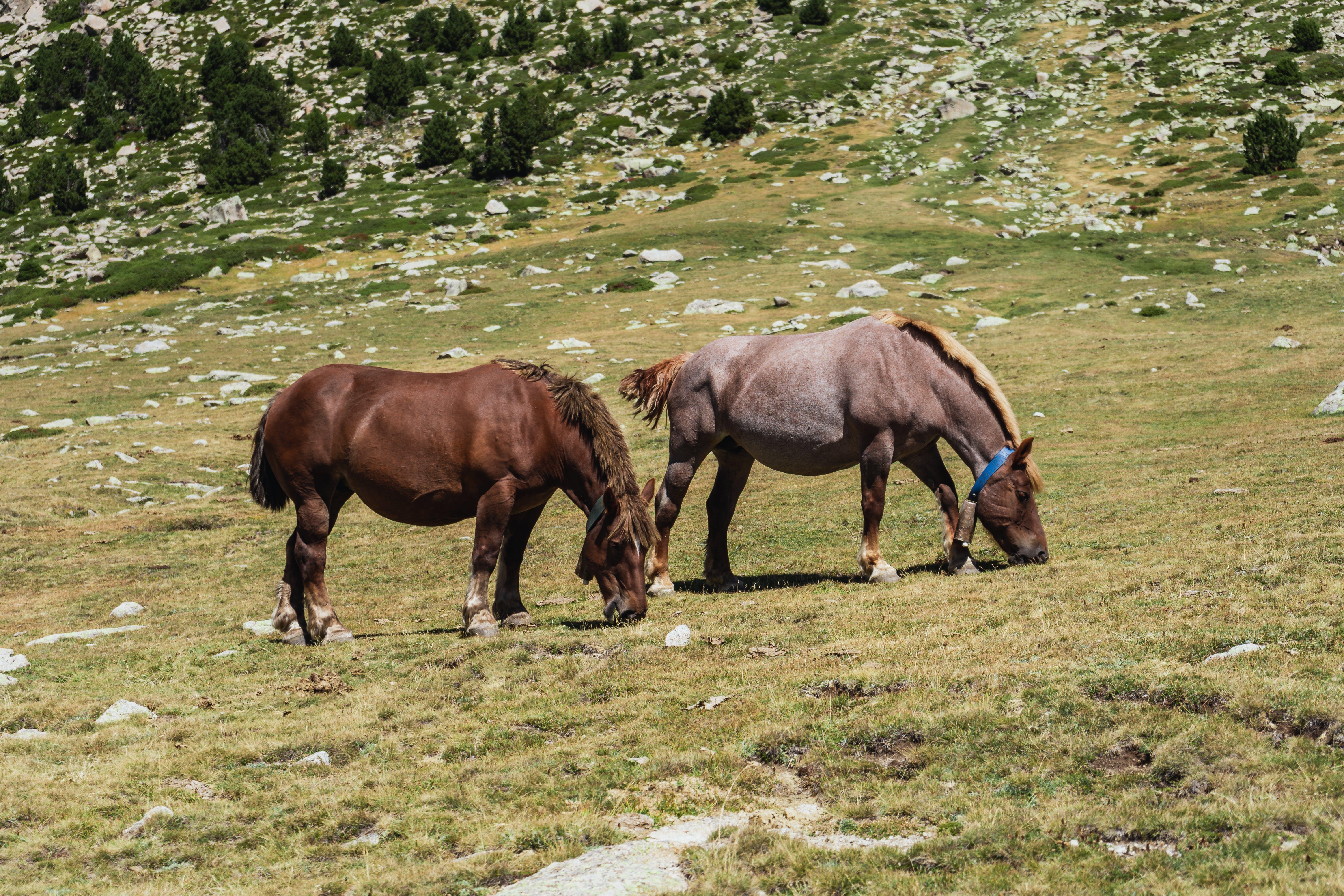 How many times does a horse urinate a day? 