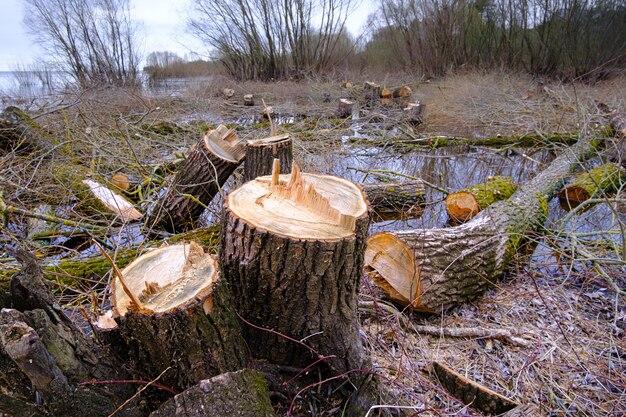 How many trees are cut down for paper towels? 