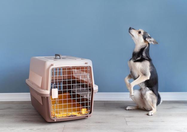 How much bigger should a crate be than the dog? 