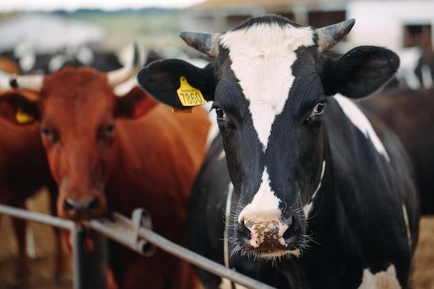 How much do cows sell for at auction? 