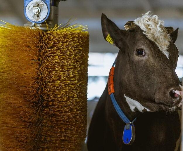 How much do cows sell for at auction? 
