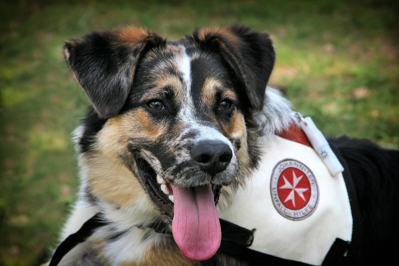 How much do you get paid to be an animal rescuer? 