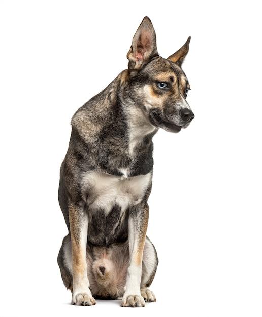 How much does a German shepherd husky mix puppy cost? 
