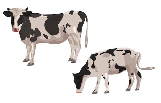 How much does a Holstein bull cost? 