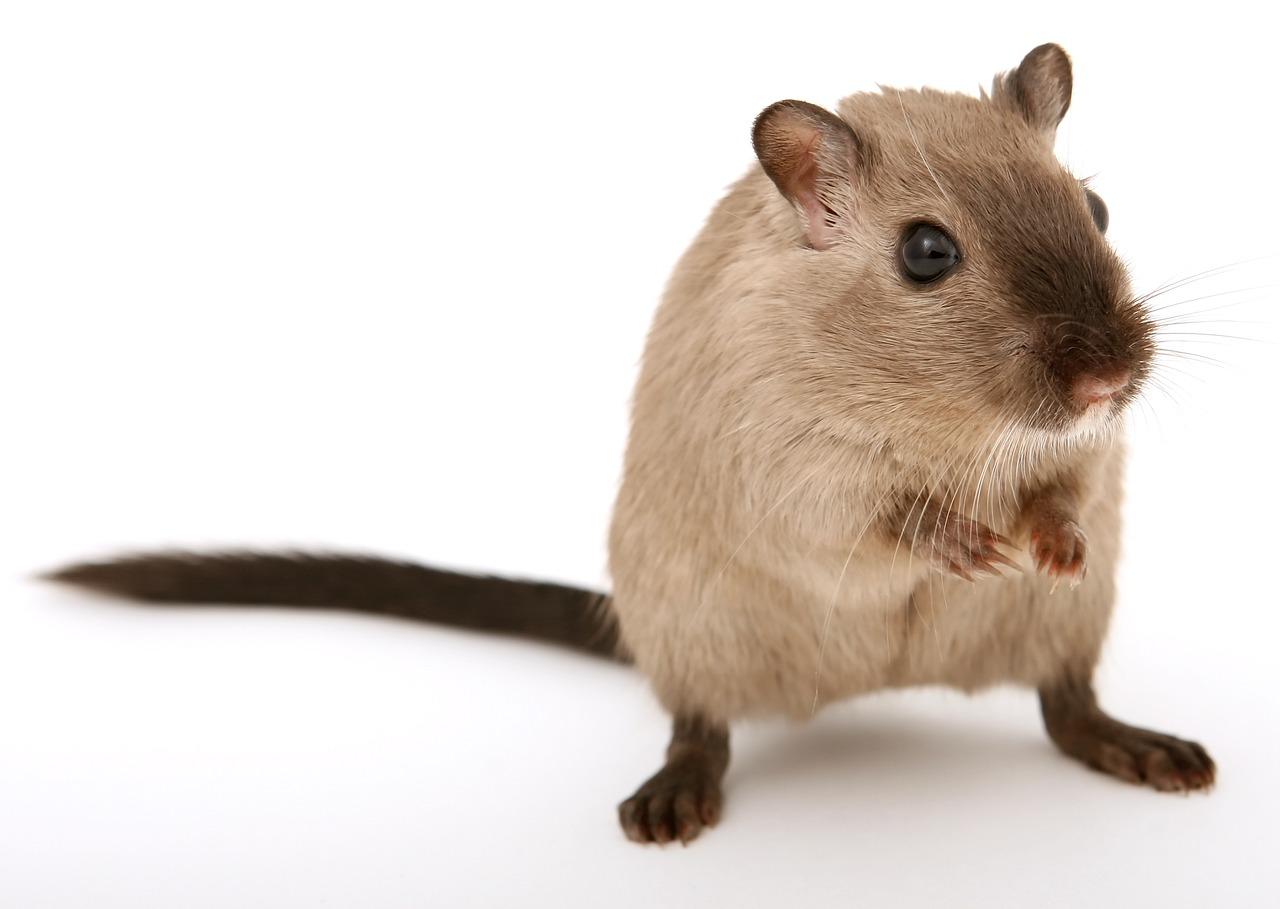 How much does gerbil food cost? 