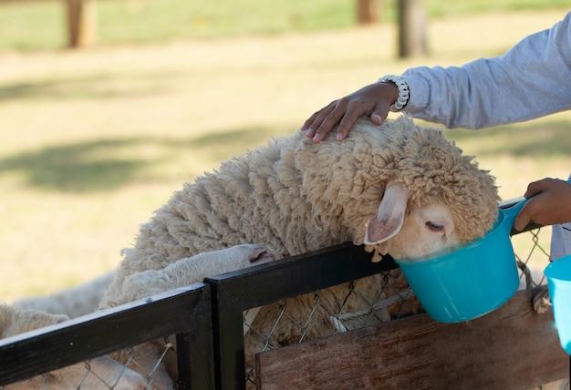 How much feed does a sheep eat per day? 