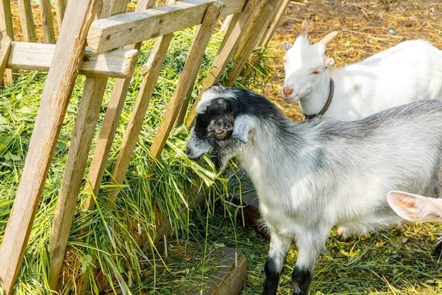 How much milk does a goat produce each day? 