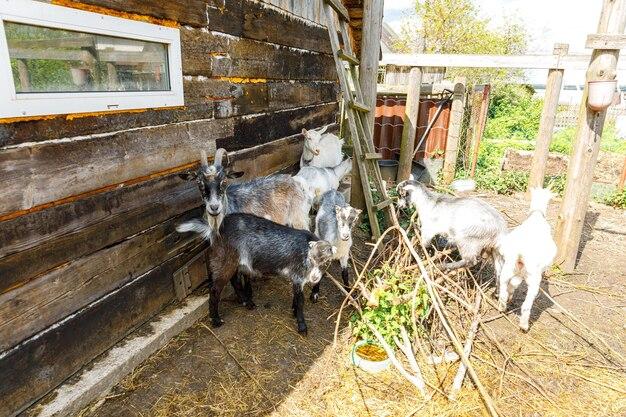 How much milk does a goat produce each day? 