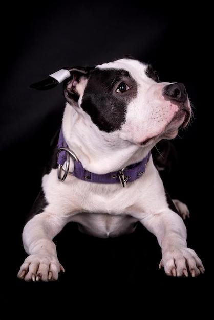 How much pressure can a Staffy bite with? 
