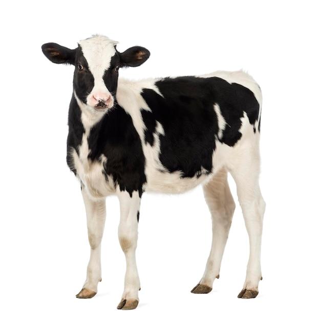 How much should a 3 month old Jersey calf weigh? 